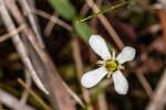 White screwstem